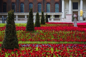5000 Poppies - Chelsea