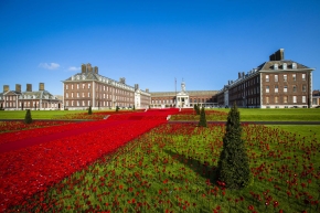 5000 Poppies - Chelsea