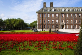 5000 Poppies - Chelsea